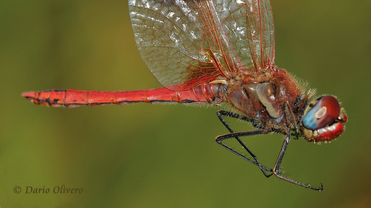 Scheda: Sympetrum fonscolombii